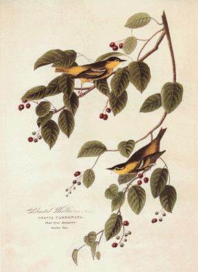 Plate LX, Carbonated Warbler