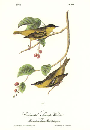 C Warbler Plate 109